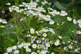 les 6 filles,jardin juin,ragondin 136.JPG