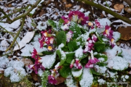 oiseaux première neige 027.JPG