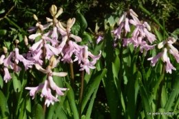 fleurs printanières,bouquets,taille 047.JPG