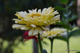 jardin Mme Perichou,grandes fleurs,bouquet,jardin 004.JPG