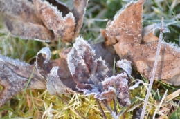 givre,primevère bleue,jonquilles,nichoirs 081.JPG