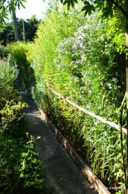 jardin en septembre,les cygnes 051.JPG