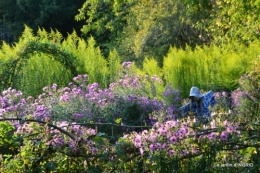 male ancienne,septembre jardin,couronne,bouquet 099.JPG