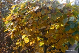 canal,automne,tonte des feuilles 021.JPG