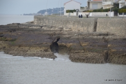 Royan,les cigognes,helebores 083.JPG