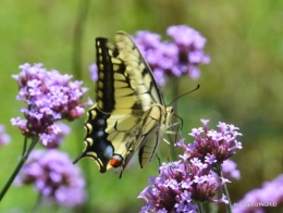 jardin,papillons,Cadouin,légumes,Sophie, 163.JPG