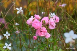 couleurs d'automne,bouquet,lune 009.JPG