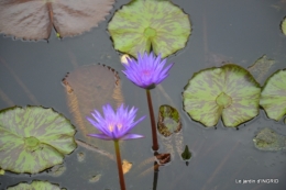 orage,puces,bouquet,Anniv.Ines,Brantome,Jardins d'eau 217.JPG