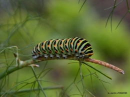 potager,chenille,pour le 18 juin,tour du jardin 005.JPG