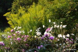 Asters,papillons,Hassina sapin,jardin 179.JPG