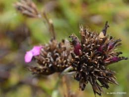chez Willy,jardin 080.JPG