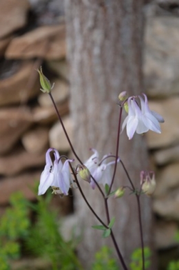 rosier de banks,Mme Al.,corète,cane,ancolies,iris,julienne 029.JPG