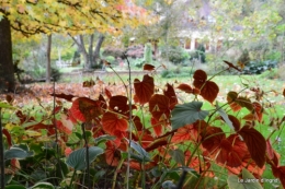 AUTOMNE,taille lantanas 062.JPG