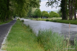 canal,fleurs blanches,marguerites,LE FLEIX,osier 060.JPG