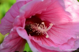 Ines,bouquet,hibiscus rose,cygnes,jardin 111.JPG