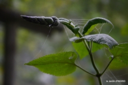 brouillard le matin d'automne 053.JPG