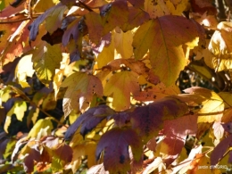 fin de l'automne,Lalinde,bouquet de l'avent 035.JPG