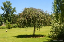 le jardin de Frescati,roses 035.JPG