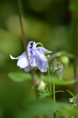 zoom sur fleur printemps 110.JPG