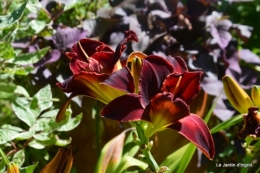 hemerocalles,sentier des cygnes,albizias,bouquet dahlias 119.JPG