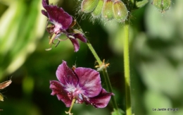 géraniums,glycine Monpazier,cabane,arums,fleurs sauvages 017.JPG