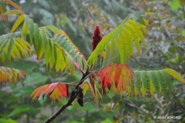 brouillard le matin d'automne 079.JPG