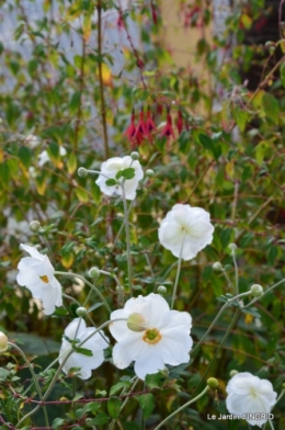 jardin Mme Perichou,grandes fleurs,bouquet,jardin 043.JPG