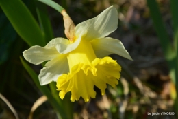 paillage,primevères,jonquilles,jardin 051.JPG