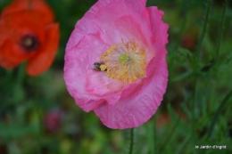 coquelicots,les filles,les Anglais visite,bébette 002.JPG