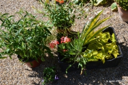 coquelicots,fête des fleurs Lalinde,fouleix,jardinage 167.JPG