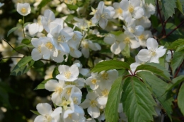 rosiers,fleurs blanches,pollen,magasin 161.JPG