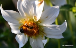 jardin juin,cabane,bouquet 083.JPG