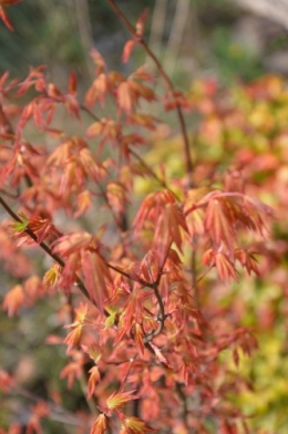 chevreuil,jardin,Paques avec les enfants 048.JPG