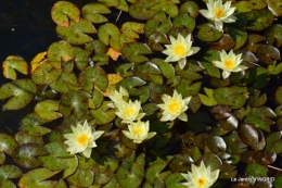 les jardins d'eau de Carsac 173.JPG