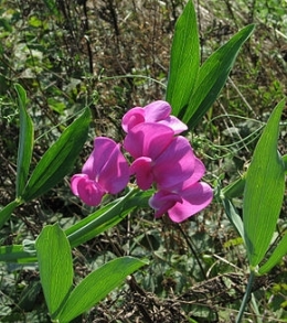 290px-Lathyrus_latifolius.jpg