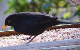 les oiseaux ,2 partie 098.JPG