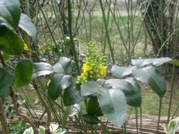 magnolia,forsythia,mahonia