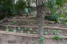 la Roque Gageac,Ines,jardin 087.JPG