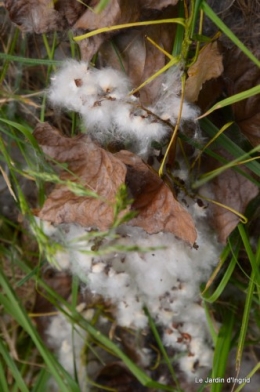 canal,fleurs blanches,marguerites,LE FLEIX,osier 061.JPG