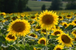 tournesols,les filles à St Astier,passerelle 047.JPG