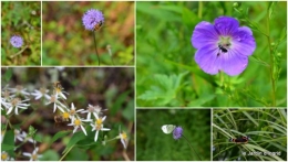 le jardin de liliane