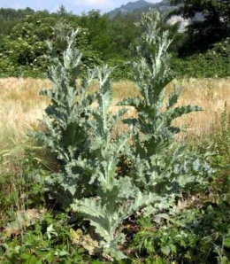Onopordon_acanthium_1.jpg