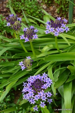 jardin avril,tulipes pivoine,iris d'eau,chenilles 090.JPG