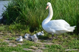 bébés cygnes,iris,clématite 035.JPG