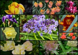 2015-04-17 jardin avril,tulipes pivoine,iris d'eau,chenilles1.jpg