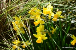 jonquilles,Montignac,massifs,coucher de soleil 041.JPG