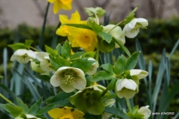 vue sur la terrasse,crocus,oiseaux, 089.JPG