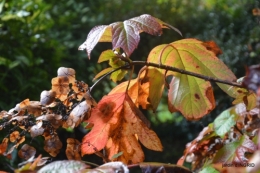 couleurs d'automne,bouquet,lune 099.JPG