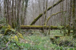 les jonquilles des bois 044.jpg