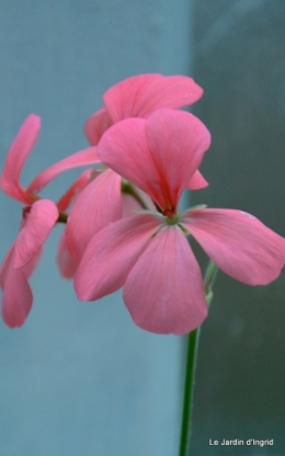 les tons roses,choux frisés,automne 027.JPG